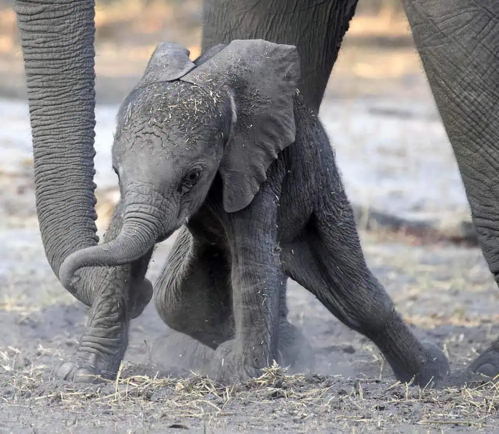 Watch This Newborn Baby Elephant’s Adorable Struggle to Stand Up for the First Time